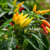 Amazonas Chili
